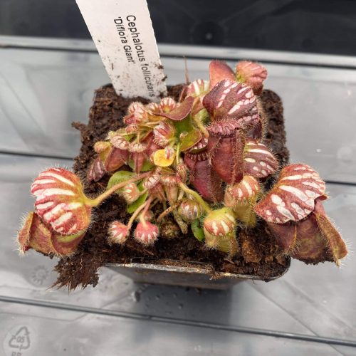 xCOJ5ZjAsoCTZLddOibs.jpg xCOJ5ZjAsoCTZLddOibs.jpg