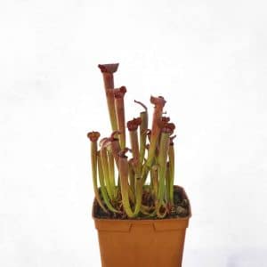 Sarracenia rubra ssp. gulfensis "Stocky", 15-20 cm