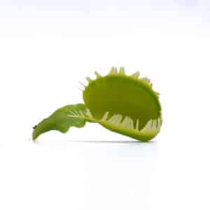 Dionaea muscipula "Triton"