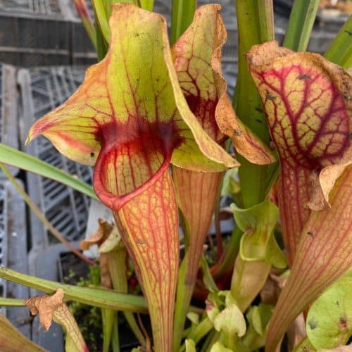 xSBsWS0TOy5IZDL3fBML.jpg xSBsWS0TOy5IZDL3fBML.jpg