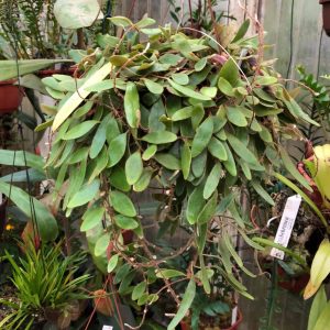 Pyrrosia nummularifolia, elongated leaf