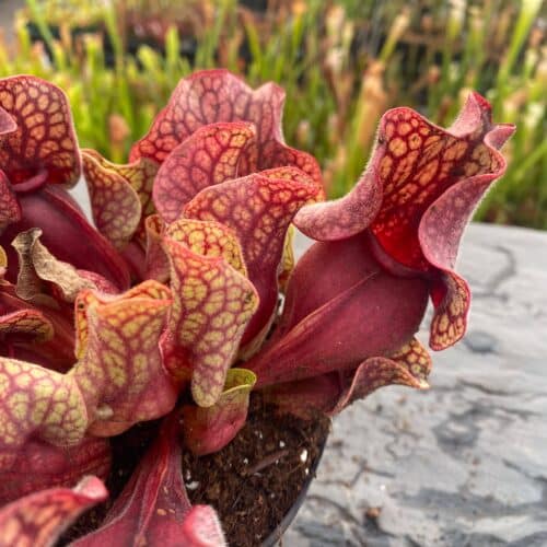 xX2EL3TP3TnihLX3Dcnz.jpg xX2EL3TP3TnihLX3Dcnz.jpg