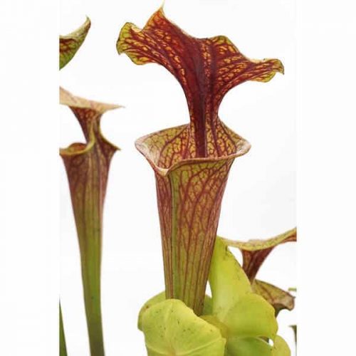 xX8ptVxjWRYHMF7Lm3yJ.jpg xX8ptVxjWRYHMF7Lm3yJ.jpg