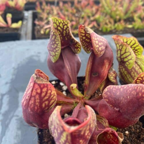 xYopJfImkx95f5LeUN5b.jpg xYopJfImkx95f5LeUN5b.jpg