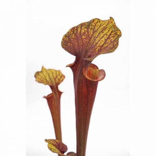 xbO2CfmBfcBCNdBYVaZD.jpg xbO2CfmBfcBCNdBYVaZD.jpg