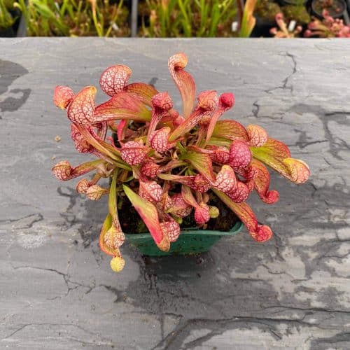 xeCHhbfqckOmPBfSvbfR.jpg xeCHhbfqckOmPBfSvbfR.jpg