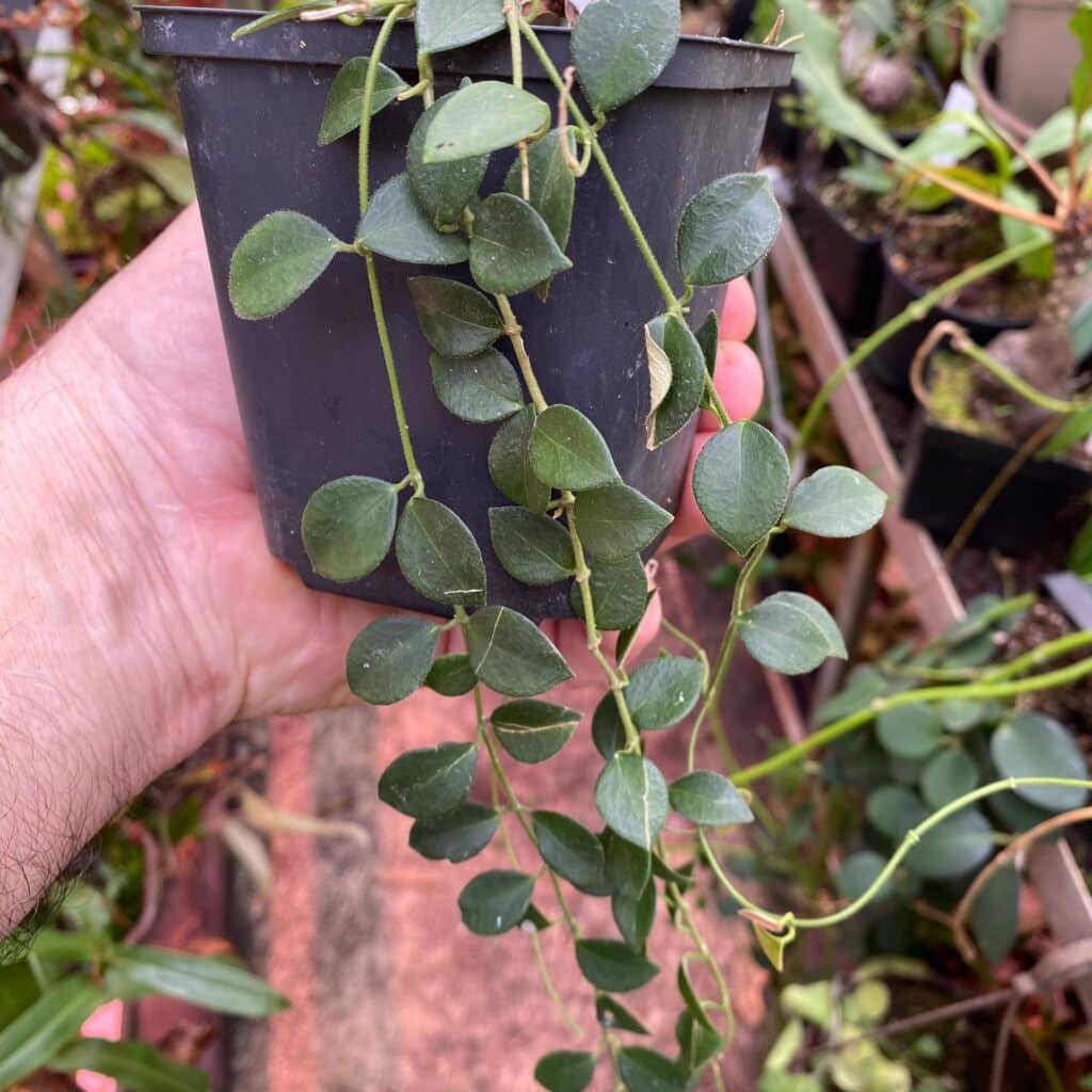 carnivorsandmore – Deine Quelle für seltene Pflanzen Hoya minutiflora