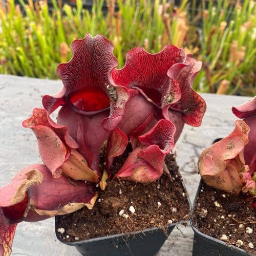 xlPkmDbzkYChr73NmKTr.jpg xlPkmDbzkYChr73NmKTr.jpg