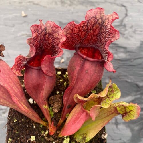 xniZig5qhY1z5iBlc1uQ.jpg xniZig5qhY1z5iBlc1uQ.jpg