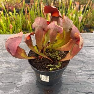 Sarracenia x swaniana Red Plants
