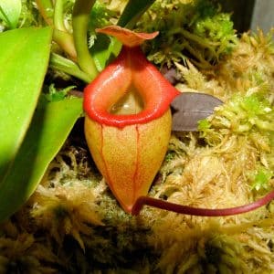 Nepenthes flava, 12 cm