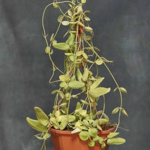 Dischidia major "intermediate sized urnes"