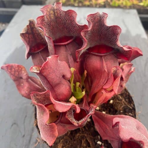 xzr18pznto8ClopveCei.jpg xzr18pznto8ClopveCei.jpg