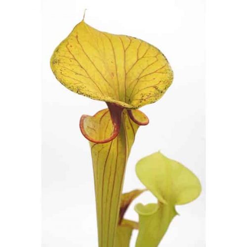 y02eZMPZ4VS6GOBhwnQ1.jpg y02eZMPZ4VS6GOBhwnQ1.jpg