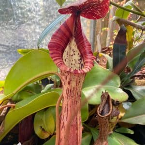 Nepenthes (boshiana x clipeata) x (lowii x clipeata), 14-20 cm