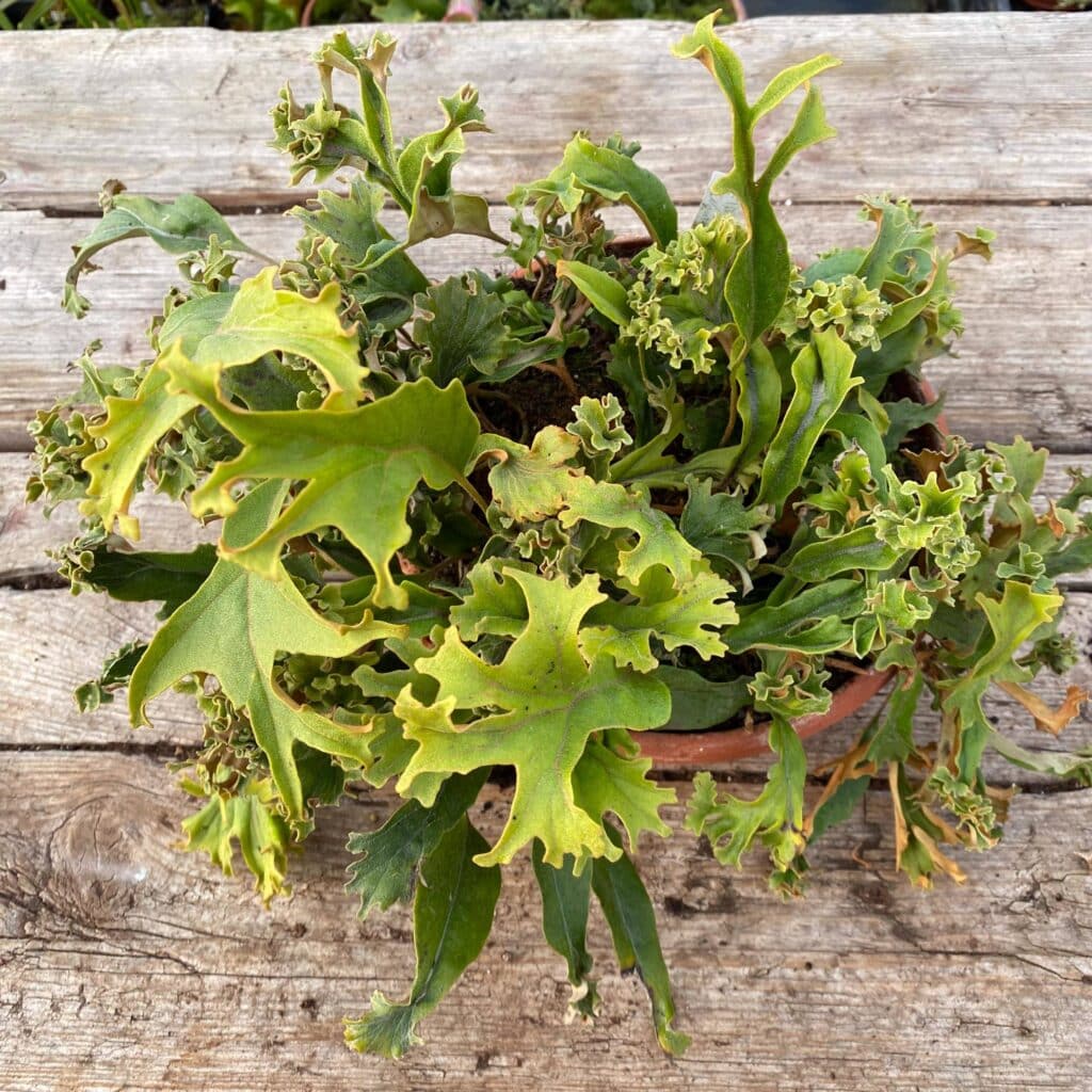 carnivorsandmore – Deine Quelle für seltene Pflanzen Pyrrosia lingua ''Cristata''