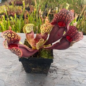Sarracenia purpurea ssp. venosa (Yellow Flower x luteola) x Yellow Flower, 12-14 cm