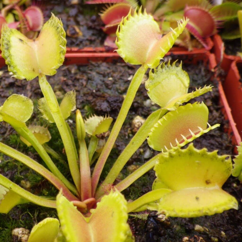 carnivorsandmore – Deine Quelle für seltene Pflanzen Dionaea muscipula ''Werewolf''