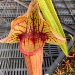 Sarracenia purpurea luteola AF x flava Goldie
