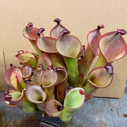 yRy61SCUyE5spIJJ9Irp.jpg yRy61SCUyE5spIJJ9Irp.jpg