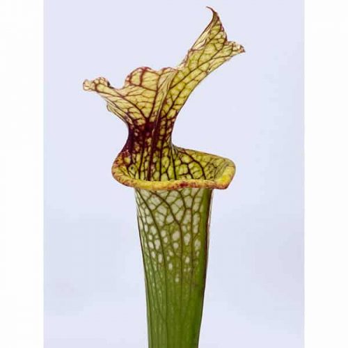 ySnaL5yPu92uCD9jqTn9.jpg ySnaL5yPu92uCD9jqTn9.jpg