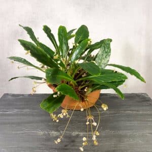 Begonia lanceolata