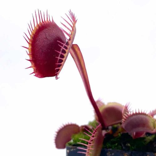 ygzJGWTWCaNo7OGGltaW.jpg ygzJGWTWCaNo7OGGltaW.jpg