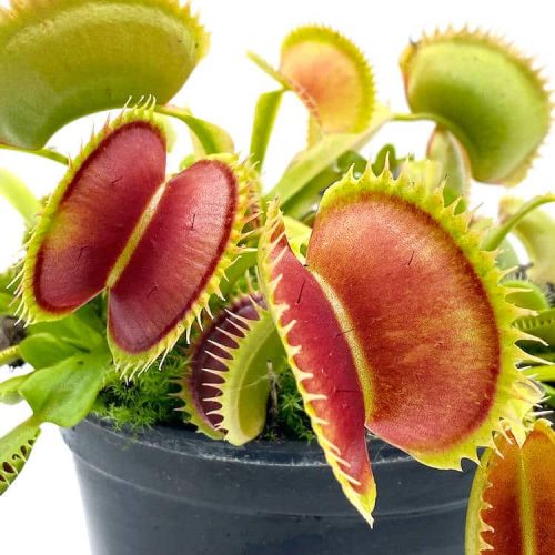 yn1fLnfI4EK5CpN0hkSL.jpg yn1fLnfI4EK5CpN0hkSL.jpg