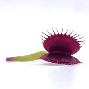 Dionaea muscipula "ARPC"