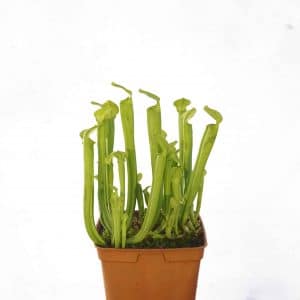 Sarracenia rubra ssp. rubra "All Green", 20 cm, White Water Creek