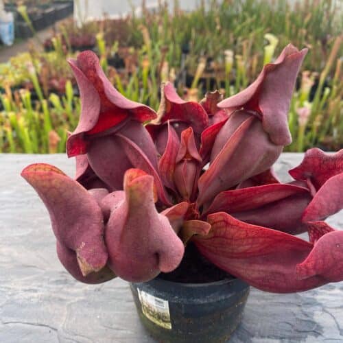 zDOPa75bd0Y4OVZb6Wzx.jpg zDOPa75bd0Y4OVZb6Wzx.jpg