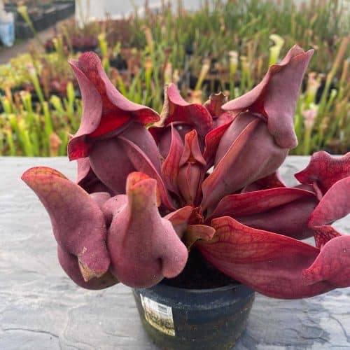 zDOPa75bd0Y4OVZb6Wzx.jpg zDOPa75bd0Y4OVZb6Wzx.jpg