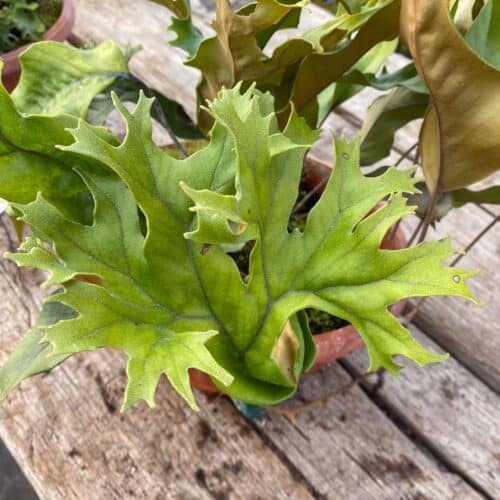 zDkNIeyODUap5D8QPcvw.jpg zDkNIeyODUap5D8QPcvw.jpg