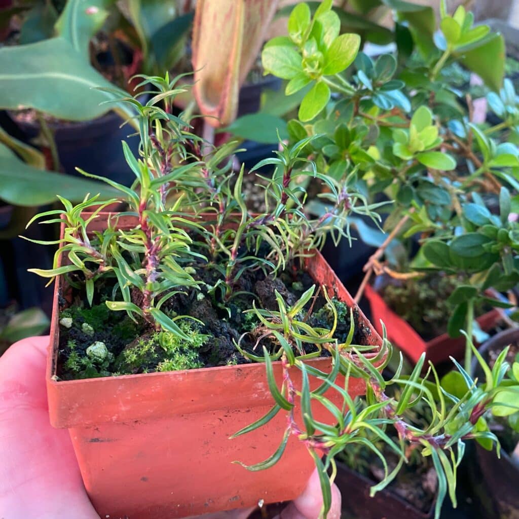 carnivorsandmore – Deine Quelle für seltene Pflanzen Freycinetia spec. 2, Borneo