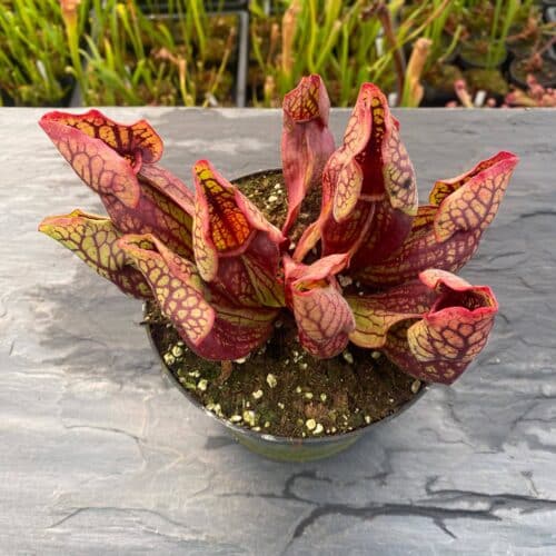 zIbwdKZocb6NKEgonmDN.jpg zIbwdKZocb6NKEgonmDN.jpg