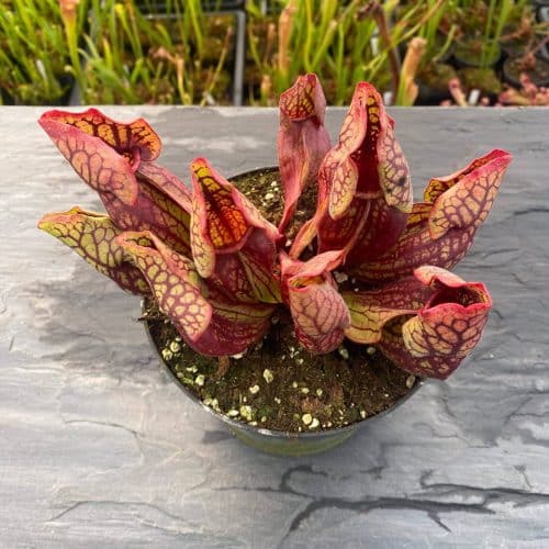 zIbwdKZocb6NKEgonmDN.jpg zIbwdKZocb6NKEgonmDN.jpg