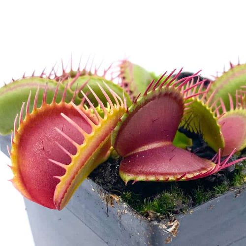 zKLVvVEktnY1KXSzQrPd.jpg zKLVvVEktnY1KXSzQrPd.jpg