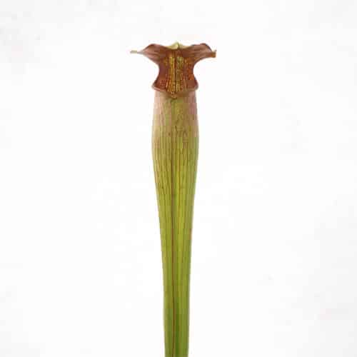 zQXmBTU1dIx4cMOKAVGP.jpg zQXmBTU1dIx4cMOKAVGP.jpg