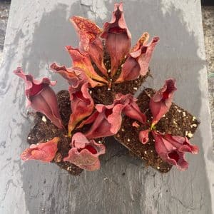 Sarracenia purpurea ssp. venosa "Buddha Belly x Small Very Wavy Lid", 12-14 cm