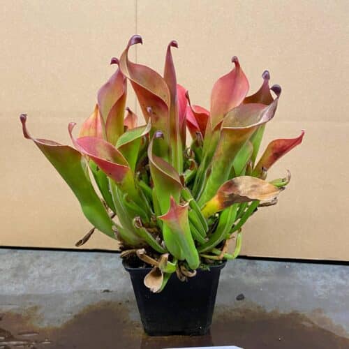 zUYwB6M8n2mWui2voznU.jpg zUYwB6M8n2mWui2voznU.jpg