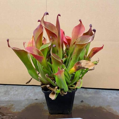 zUYwB6M8n2mWui2voznU.jpg zUYwB6M8n2mWui2voznU.jpg