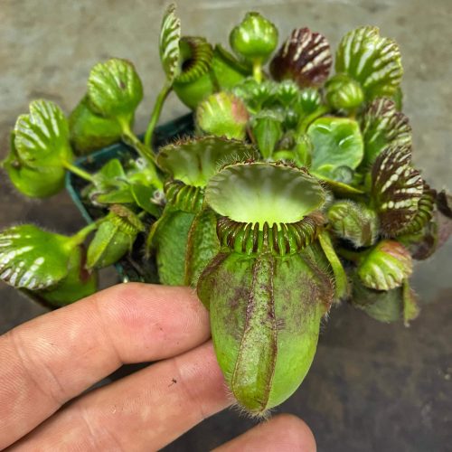 zUlAG1MboMcaVFqWIk13.jpg zUlAG1MboMcaVFqWIk13.jpg