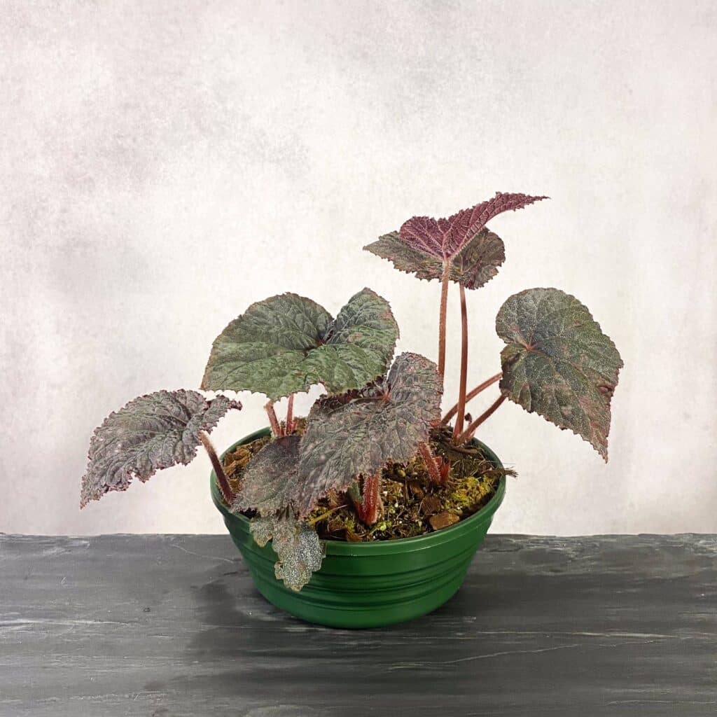 carnivorsandmore – Deine Quelle für seltene Pflanzen Begonia U485