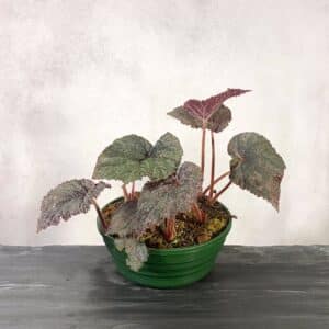 Begonia u485