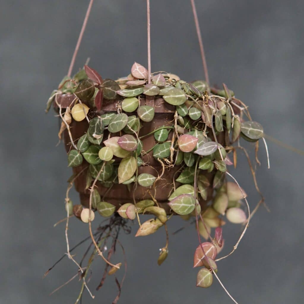 carnivorsandmore – Deine Quelle für seltene Pflanzen Dischidia ovata