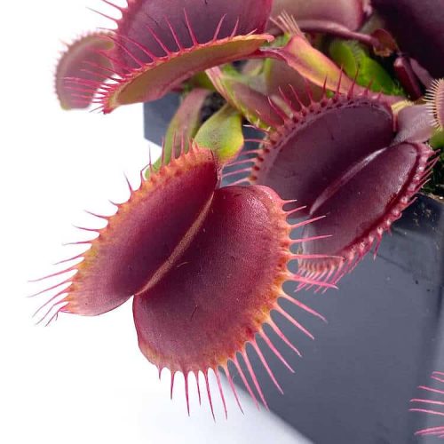 zcH2LxR6qgyP6Hwuj4dD.jpg zcH2LxR6qgyP6Hwuj4dD.jpg