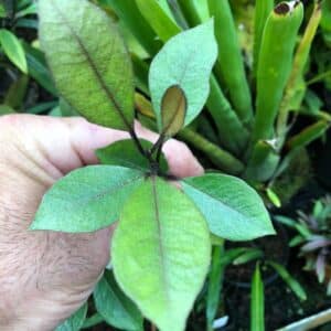 Rhododendron malayanum