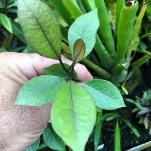 Rhododendron malayanum
