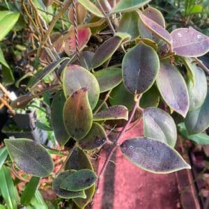Aeschynanthus flavidus