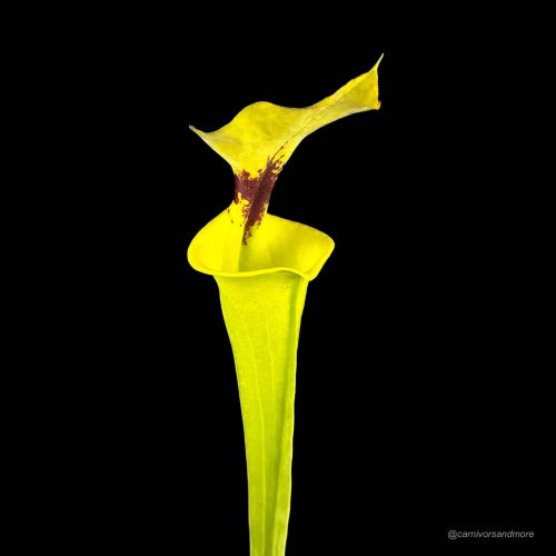 2PnHYkTkUwdkVi7Bhinv.jpg 2PnHYkTkUwdkVi7Bhinv.jpg